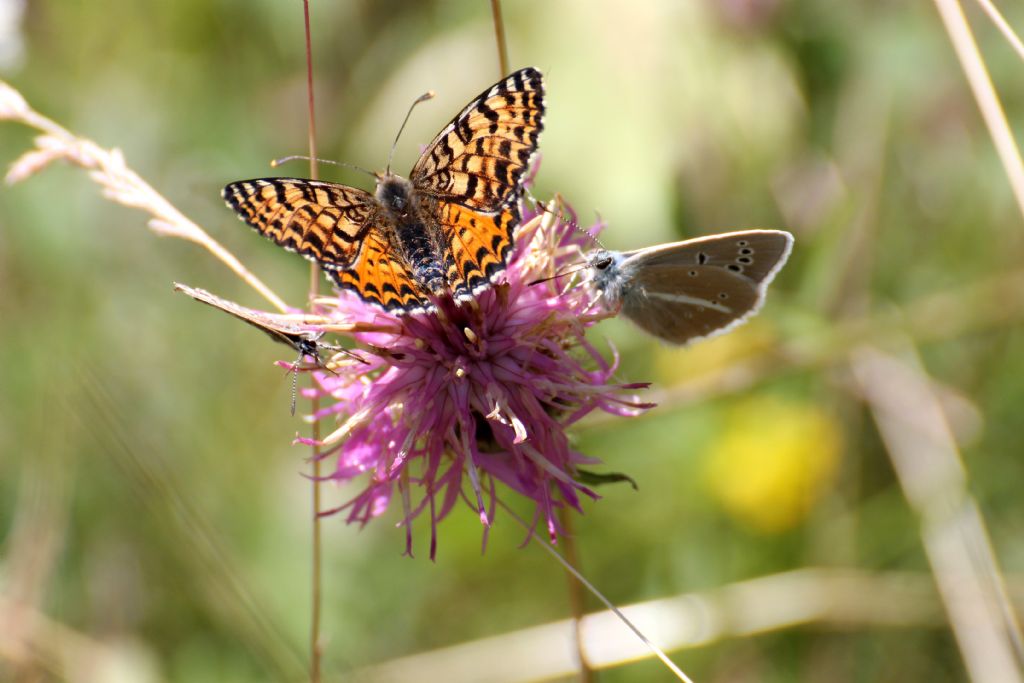 Melitaea didyma? S